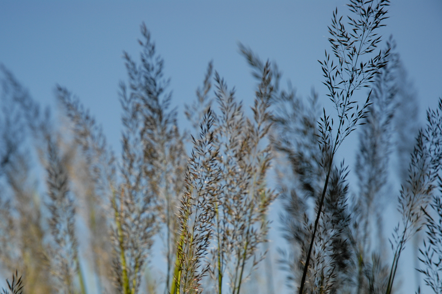 Korean Feather Reed Grass